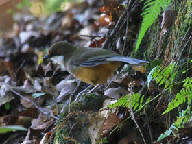 Фото White-throated laughingthrush