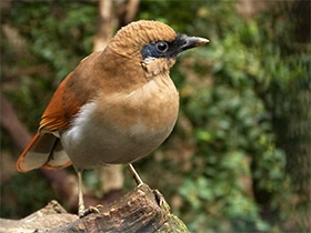 Фото Chestnut-winged Laughingthrush