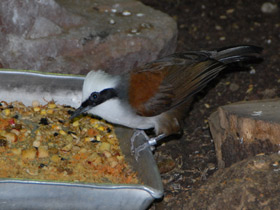 Фото White-Crested laughingthrush