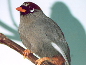 Фото Chestnut-capped Laughingthrush