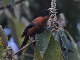 Фото Rufous sibia