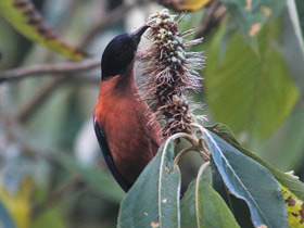 Фото Rufous sibia