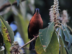 Фото Rufous sibia