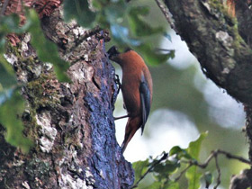 Фото Rufous sibia