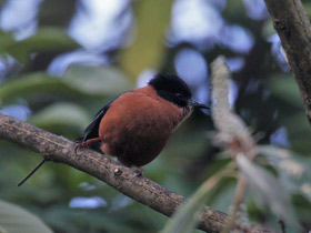 Фото Rufous sibia