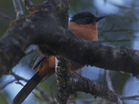 Фото Rufous sibia