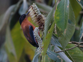 Фото Rufous sibia