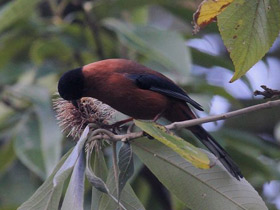 Фото Rufous sibia