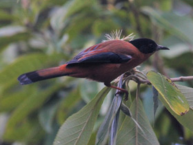 Фото Rufous sibia