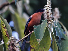 Фото Rufous sibia