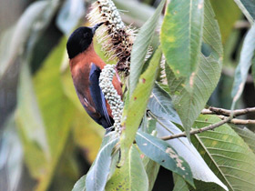 Фото Rufous sibia