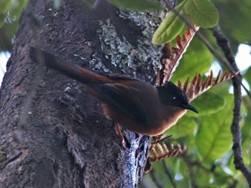 Фото Rufous sibia