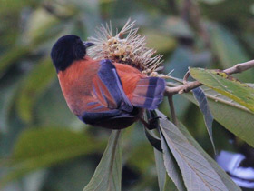 Фото Rufous sibia