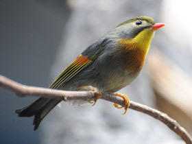 Фото Red-Billed leiothrix