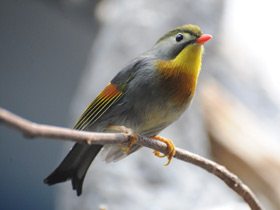 Фото Red-Billed leiothrix