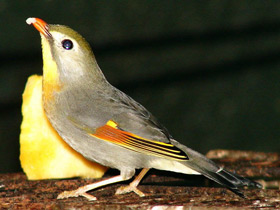 Фото Leiotrix piquirrojo