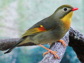 Фото Red-Billed leiothrix