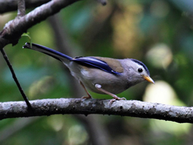 Фото Blue-winged minla