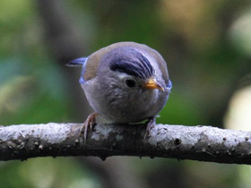 Фото Minla aliazul