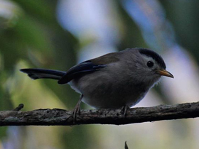 Фото Blue-winged minla