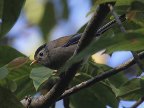 Фото Blue-winged minla