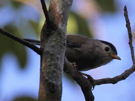 Фото Blue-winged minla