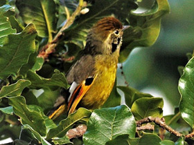 Фото Chestnut-tailed Minla