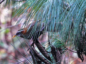 Фото Streak-breasted Scimitar Babbler