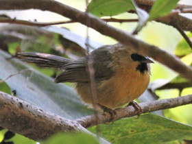 Фото Black-chinned barbbler