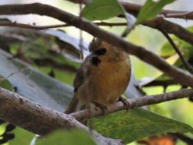 Фото Black-chinned barbbler