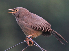 Фото Jungle babbler