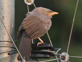 Фото Jungle babbler