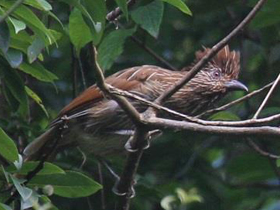 Фото Jungle babbler