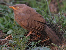 Фото Jungle babbler