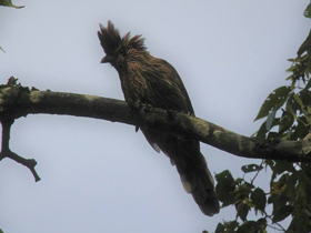 Фото Jungle babbler