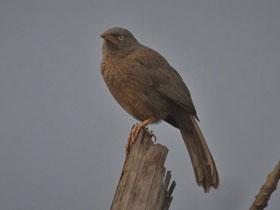 Фото Jungle babbler