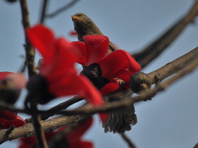 Фото Jungle babbler