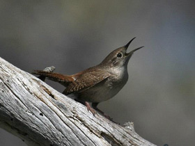 Фото House wren