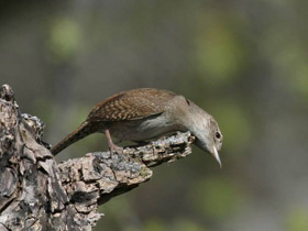 Фото House wren