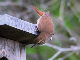 Фото House wren