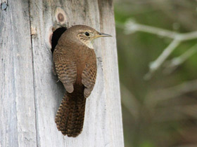 Фото House wren