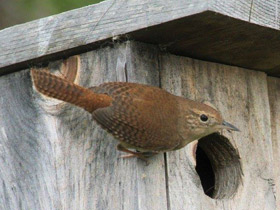 Фото House wren