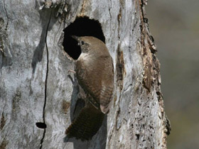 Фото House wren