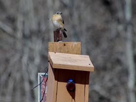 Фото Eastern bluebird