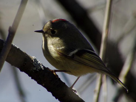 Фото Eastern bluebird