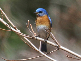 Фото Eastern bluebird