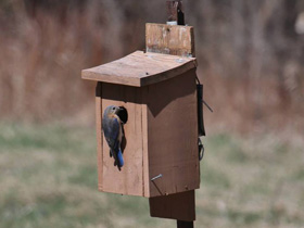 Фото Eastern bluebird