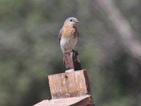 Фото Eastern bluebird