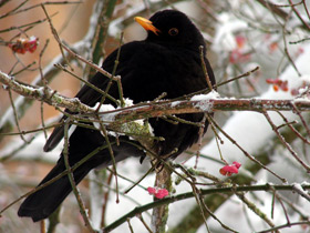 Фото Common blackbird