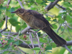 Фото Common blackbird